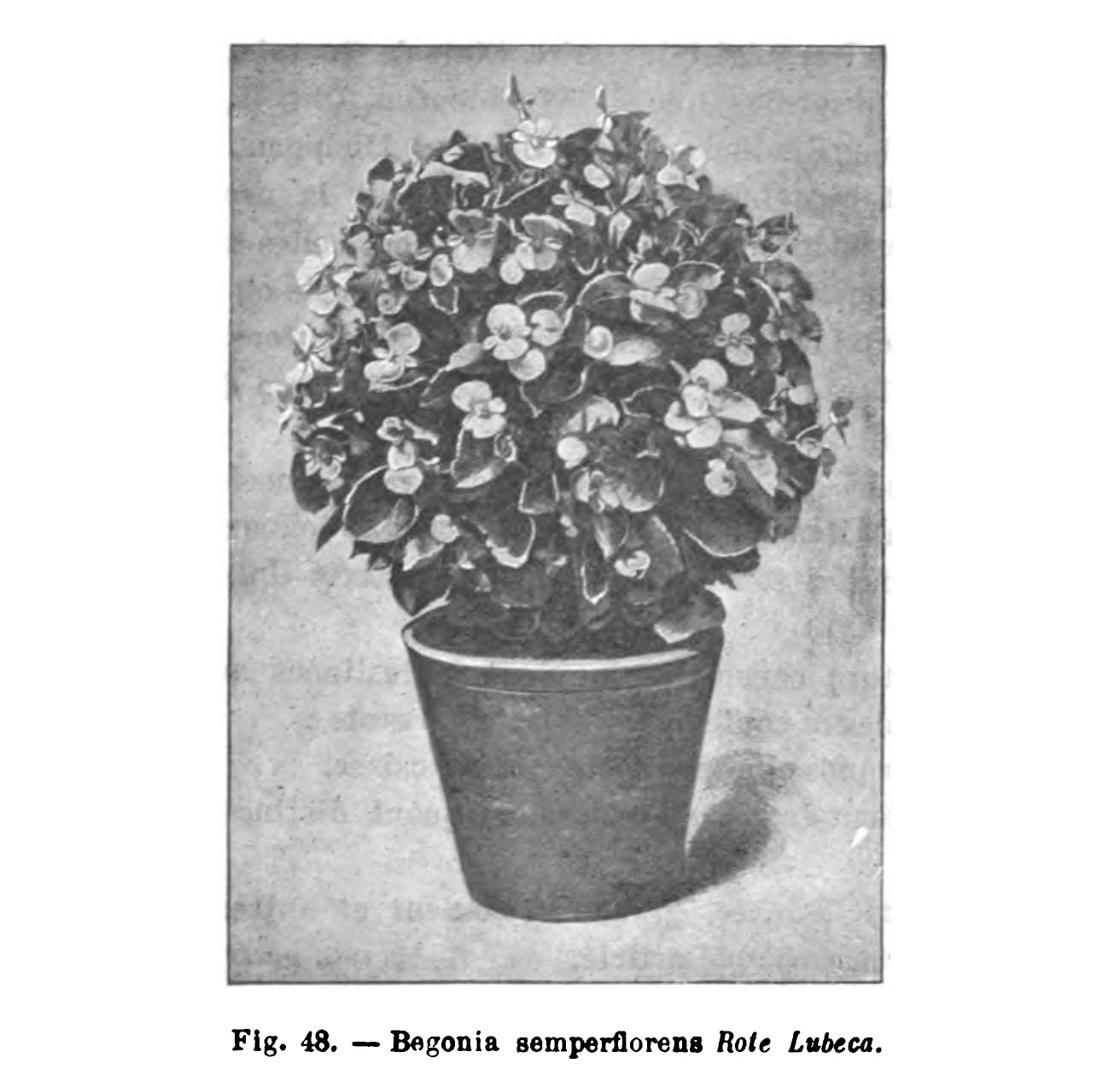B. ‘Rote Lubeca’